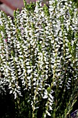 CALLUNA VULGARIS ALICIA (GARDEN GIRLS SERIES)