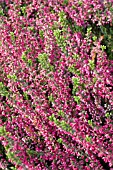 CALLUNA VULGARIS LARISSA (GARDEN GIRLS SERIES)