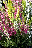 CALLUNA VULGARIS MIX