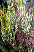 CALLUNA VULGARIS MIX