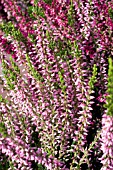 CALLUNA VULGARIS ROSITA