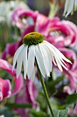 ECHINACEA PURPUREA WHITE SWAN