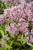 EUPATORIUM PHANTOM