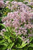 EUPHORBIA PHANTOM