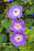 GERANIUM ROZANNE