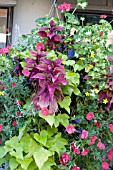 HANGING BASKET MIX