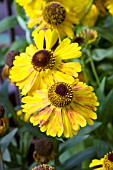 HELENIUM MARDI GRAS