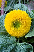 HELIANTHUS ANNUUS TEDDY BEAR