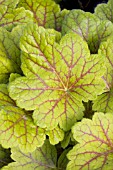 HEUCHERA ELECTRA