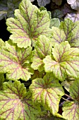 HEUCHERA ELECTRA