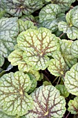 HEUCHERA GREEN SPICE