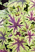 HEUCHERELLA GOLDEN ZEBRA