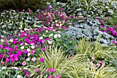 IMPATIENS WITH CAREX AND HOSTA