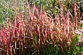 IMPERATA CYLINDRICA RUBRA