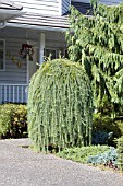 LARIX DECIDUA PENDULA