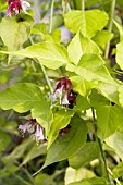 LEYCESTERIA GOLDEN LANTERN