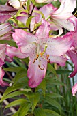 LILIUM ORIENTAL BRASILIA