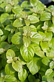 MENTHA PIPERITA ORANGE MINT