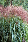 MISCANTHUS SINENSIS ROTSILBER