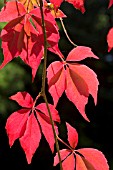 PARTHENOCISSUS QUINQUEFOLIA