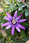 PASSIFLORA INCENSE PURPLE