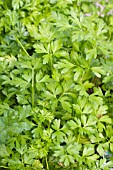 PETROSELINUM CRISPUM ITALIAN PARSLEY