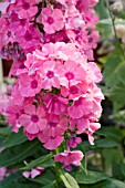 PHLOX PANICULATA FLAME LIGHT PINK