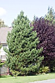 PINUS STROBUS