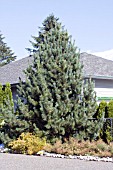 PINUS SYLVESTRIS