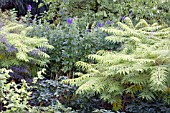 RHUS TIGER EYE WITH ACONITUM