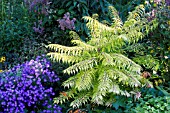 RHUS TIGER EYE