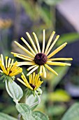 RUDBECKIA HENRY EILERS