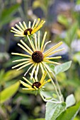 RUDBECKIA HENRY EILERS