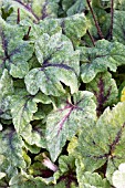 TIARELLA MYSTIC MIST