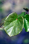 CERCIS LEAF