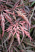 ACER PALMATUM TAMUKEYAMA