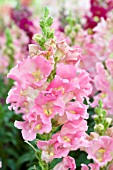 ANTIRRHINUM MAJUS LA BELLA PINK