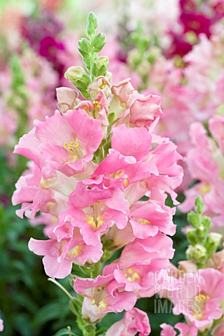 ANTIRRHINUM_MAJUS_LA_BELLA_PINK