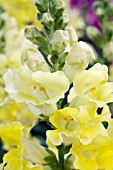 ANTIRRHINUM MAJUS LA BELLA YELLOW