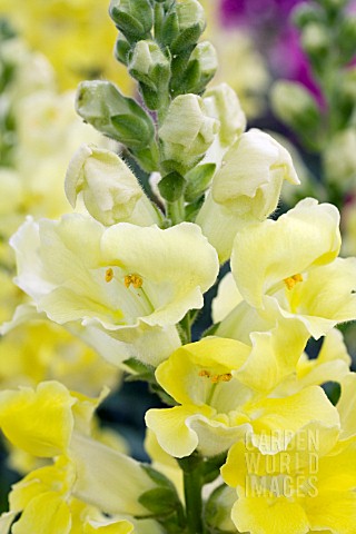 ANTIRRHINUM_MAJUS_LA_BELLA_YELLOW