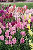 ANTIRRHINUM MAJUS MIX