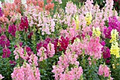 ANTIRRHINUM MAJUS MIX