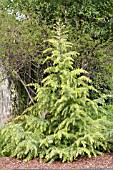 CEDRUS DEODARA CRYSTAL FALLS