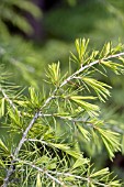 CEDRUS DEODARA CRYSTAL FALLS