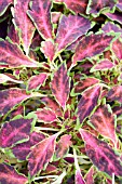 COLEUS AURORA BLACK CHERRY