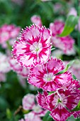 DIANTHUS ELATION PINK BICOLOR