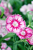 DIANTHUS ELATION PINK BICOLOR