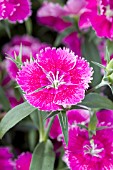 DIANTHUS IDEAL FUCHSIA