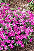 DIANTHUS IDEAL FUCHSIA