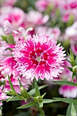 DIANTHUS IDEAL SELECT WHITEFIRE